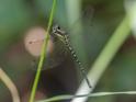 Choristhemis flavoterminata (Yellow-tipped Tigertail) female 2.jpg